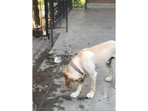 2 yaşında aşıları tam çipi takılmış erkek golden