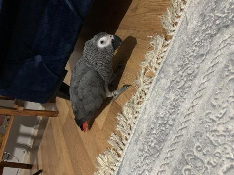 Evcil künyeli 4 yaşında jako papağanı