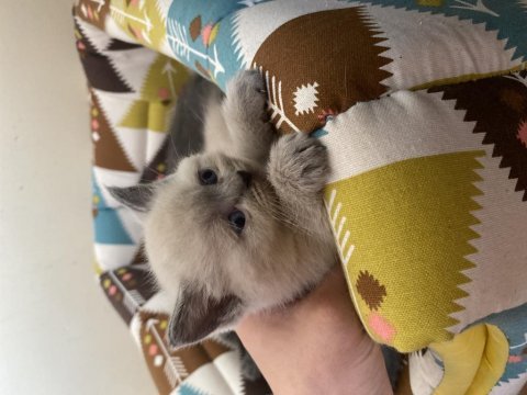 Blue point dişi british shorthair yavru