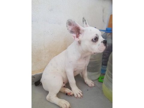 3 aylık erkek french bulldog