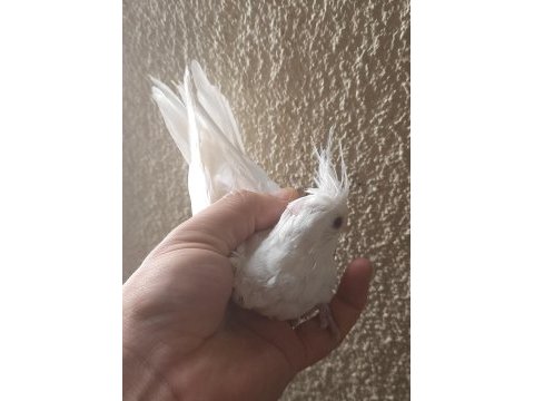 Albino sultan papağanı yavrular yeme düştü