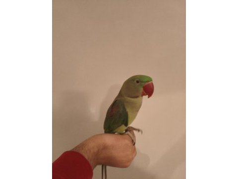 Acil satılık alexander papağanı