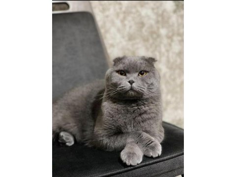 Behlül yeni evini arıyor scottish fold
