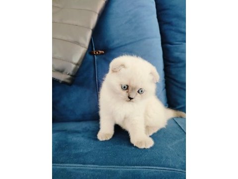 Scottish fold yavruları