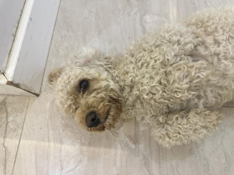 Orijinal toy poodle