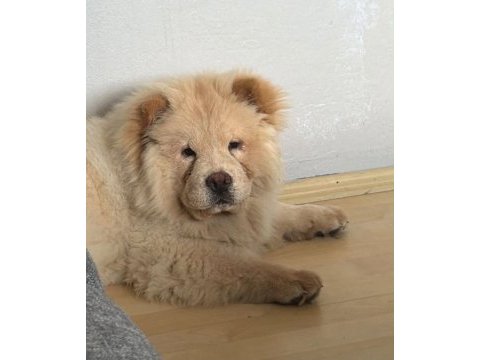 6 aylık yavru çin aslanı