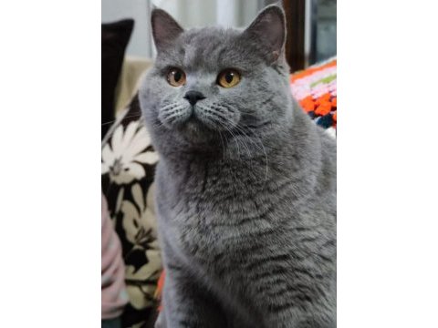 Kar beyaz british shorthair böyle güzellik yok