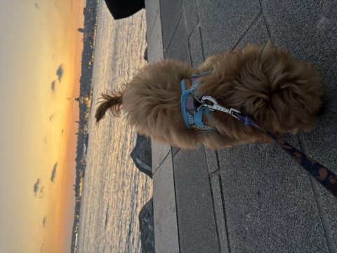 6 aylık aşıları tam sessiz sakin toy poodle