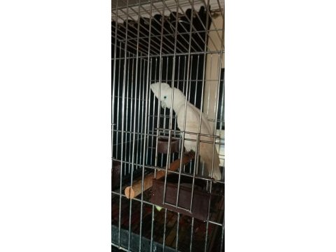 Kakadu papağanı 10 aylık