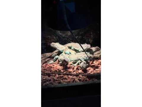 Her boy iguana