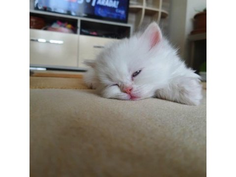 Hazır british longhair yavrular