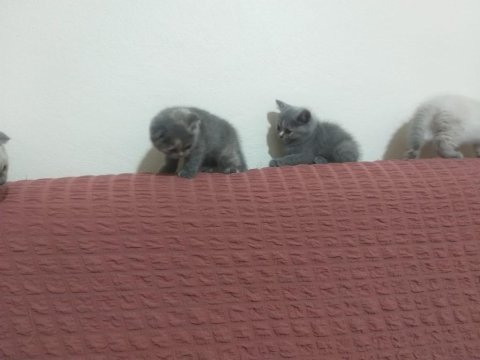 Yeni yuvalarını arayan scottish fold yavrular