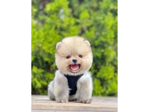 Safkan pomeranian boo köpekler