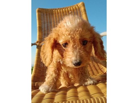 Maltipoo 3 aylık minnak yavru