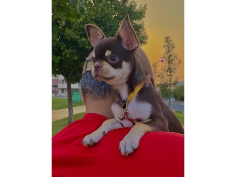 Yavru chihuahua