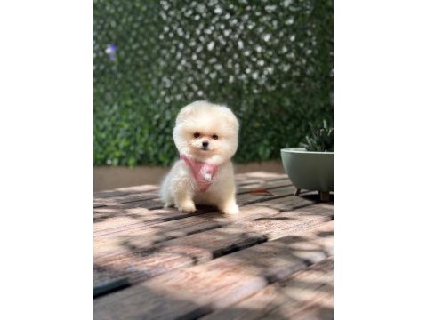 Sağlık ve ırk garantili pomeranian köpeği