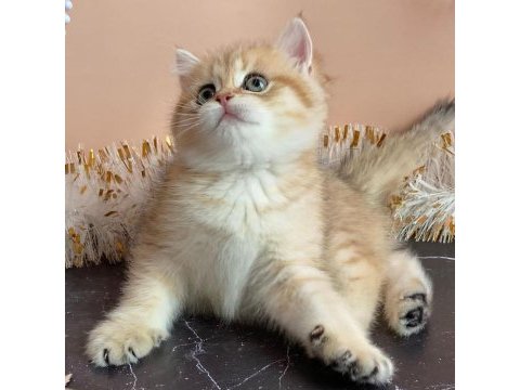 British shorthair yavruları