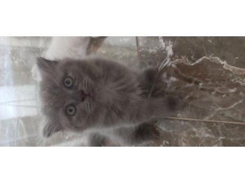 6 scottish fold yavru