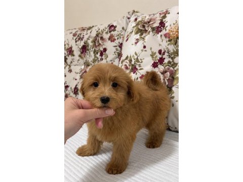 Red dişi maltipoo