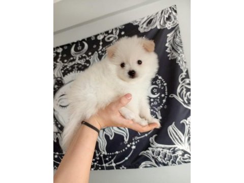 40 günlük pomeranian