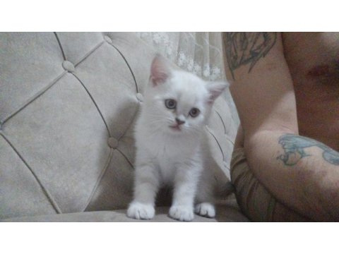 British shorthair blue point dişi