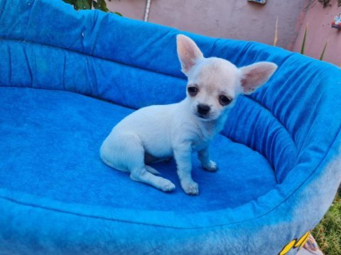 Minik chihuahua dostumuz