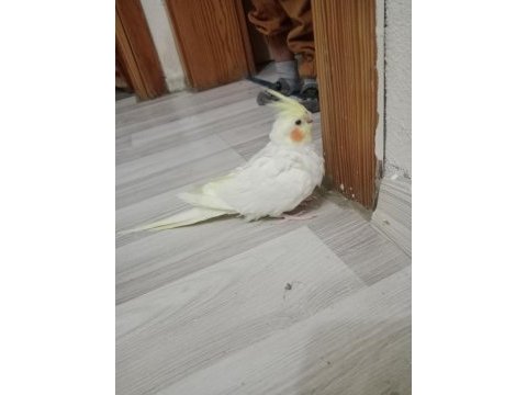 Çift sultan papağanı 2 yaşındalar