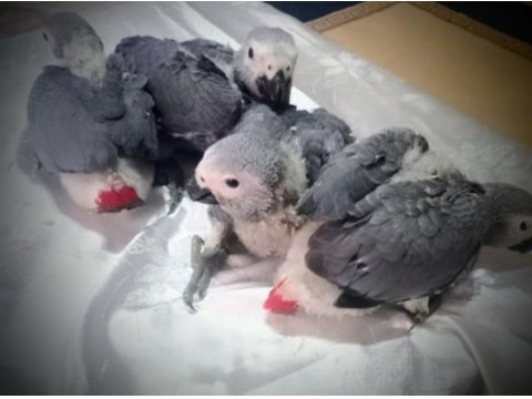 Jako papağanı bebeklerimiz yeni ailelerini bekliyor