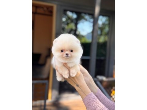 Sağlık ve ırk garantili pomeranian