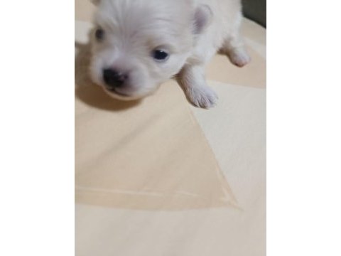 Pomeranian yavrular çok tatlılar