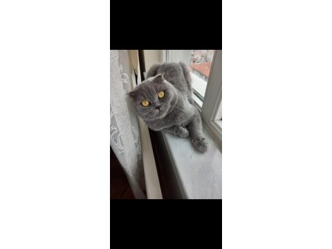 British kızımız yeni yuvasını arıyor