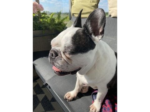 Eşsiz kalite de french bulldog