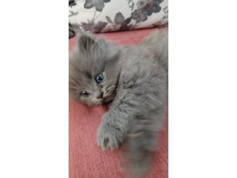 British shorthair yavrularımız