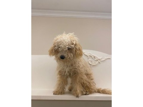 Acil şekilde ücretli sahiplendirilecek köpeğimiz