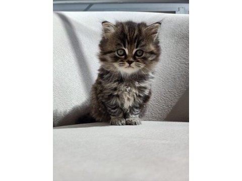 British longhair 2 aylık erkek