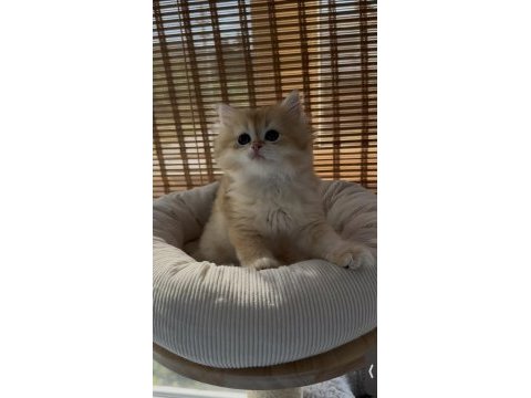 British longhair yavru sahiplendirme