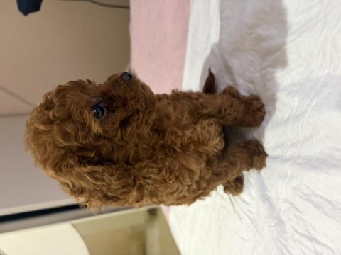 Ultra a kaliteli toy poodle yavrular