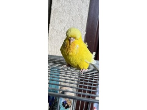 24 lü jumbo lutino dişi muhabbet kuşu