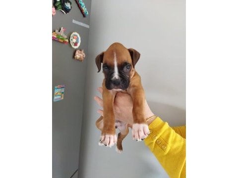 Son bir adet erkek yavrunuz boxer