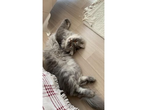 Chinchilla prense eş arıyoruz