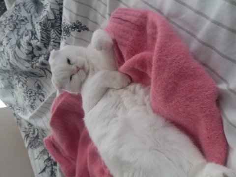 Scottish fold kızımıza yuva aile ariyoruz