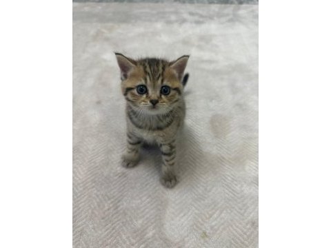 British shorthair bebeğim sahiplendirilecektir