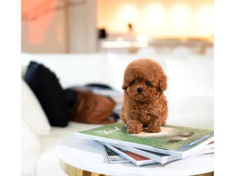 Üst kalite toy poodle bebeklerimiz