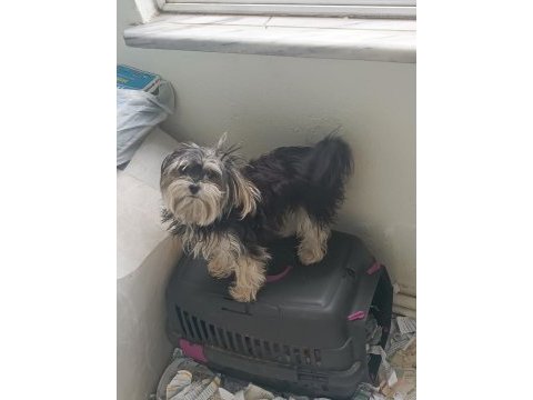 Morkie 2 yaşındaki kızımıza eş arıyorum