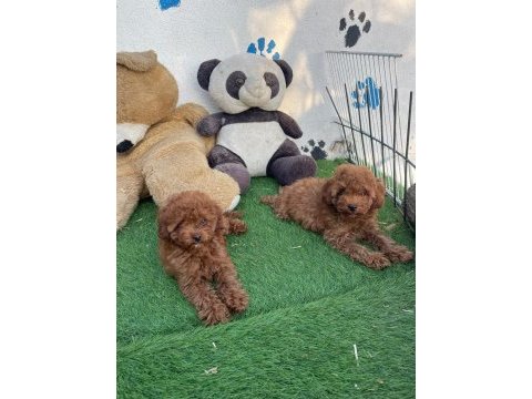 A kalite toy poodle yavrularım
