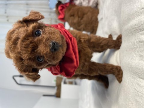 Teacup poodle red brown 2 aylık