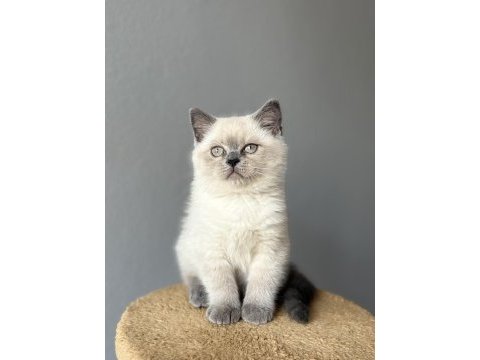 British lilac blue point