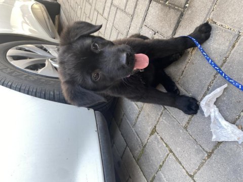 Has labrador yavrusu