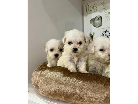 Safkan maltipoo yavruları