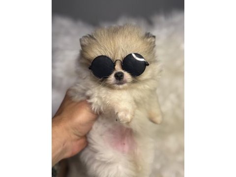 Teacup nadir partycolor ayı surat pomeranian